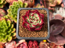Echeveria Agavoides 'Sarabony Superclone' 1" Succulent Plant