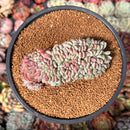 Echeveria 'Juliana Pink' Crested 4" Succulent Plant