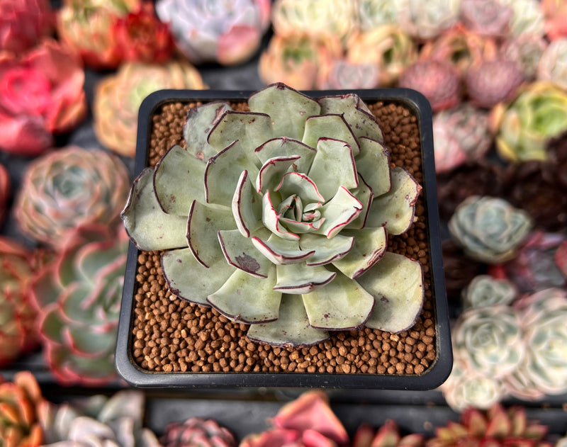 living echeveria succulents for sale under $2 online free shipping Echeveria 'Strictiflora' 2