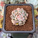 Echeveria 'Mebina' Variegated 1" Succulent Plant