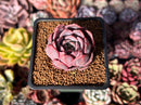 Echeveria 'Mauve' 1" Succulent Plant