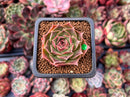 Echeveria 'Pulodo' 1" Succulent Plant