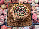 Echeveria Agavoides 'Blue Dragon' 3" Succulent Plant