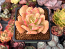 Echeveria 'Blade Runner' 2" Succulent Plant