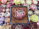 Echeveria 'Hongye' 1" Succulent Plant