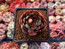 Echeveria 'Shaigai' 2" Succulent Plant