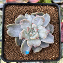 Echeveria 'Harry Watson' Mutated 2"-3" New Mutant Succulent Plant