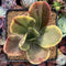 Echeveria 'Fimbriata' Variegated AKA 'Fasciculata' 3" Succulent Plant