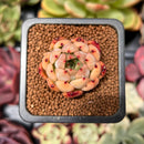 Echeveria 'Nomad' 1" Succulent Plant