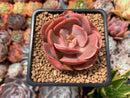 Echeveria 'Sunshine' New Hybrid 2" Succulent Plant