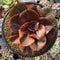 Echeveria 'Primadonna' Variegated 5" Succulent Plant
