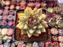 Echeveria Agavoides 'Maria' 3" Succulent Plant