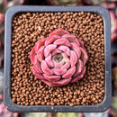 Echeveria sp. 1" Small Succulent Plant