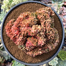 Echeveria Agavoides 'Gilva' 6" Large Specimen Succulent Plant