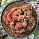 Echeveria Agavoides 'Gilva' 6" Large Specimen Succulent Plant