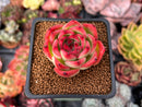 Echeveria Agavoides 'Rose Garnet' 2" Succulent Plant