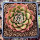 Echeveria Agavoides 'Happy' 2" Succulent Plant