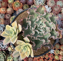 Echeveria 'Japan Moon River' Variegated 8" large Cluster Succulent Plant