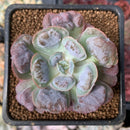 Echeveria 'Hearts Delight' 2" Succulent Plant