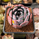 Echeveria 'Starmark' 2" Succulent Plant