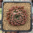 Echeveria Agavoides 'Enita' 2" Succulent Plant
