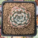 Echeveria 'Viyant' 1" Succulent Plant