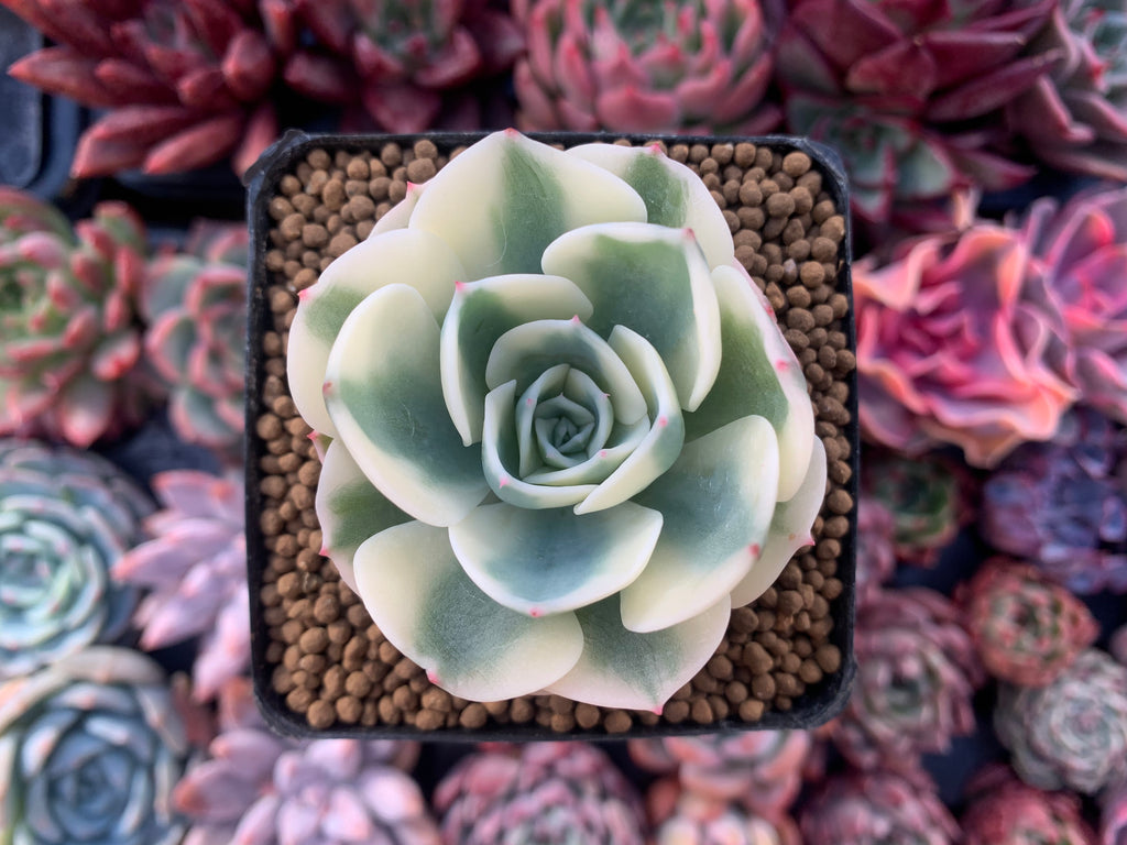 compton succulent Echeveria 'Compton Carousel' 2" Succulent Plant – True Succulents Plant Co