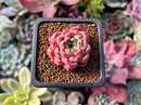 Echeveria 'Sarahime' x 'Indigo' Seed-grown Hybrid 1" New Hybrid Succulent Plant