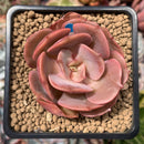 Echeveria 'Sunshine' New Hybrid 2" Succulent Plant