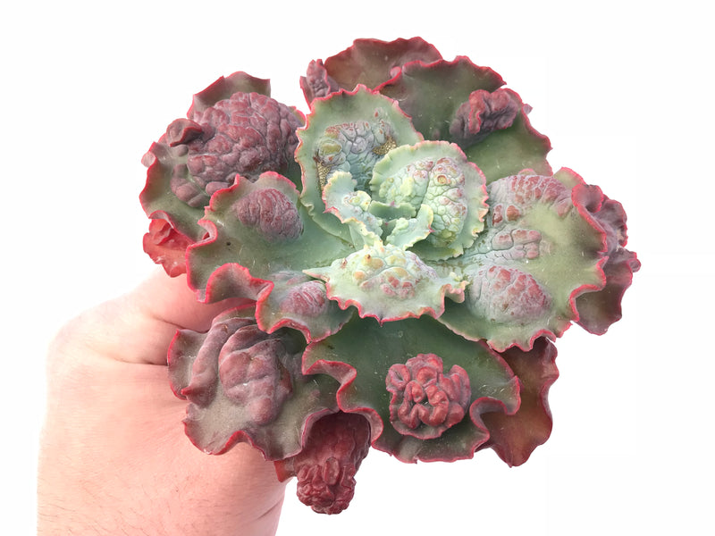 ruffled leaf succulent Echeveria Frill Sp. 5” Rare Succulent Plant – True Succulents Plant Co