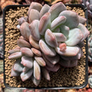 Echeveria 'Pink Amadeus' 3"-4" Succulent Plant