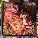 Echeveria 'Sabarez' 2" Cluster Succulent Plant