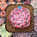 Echeveria 'Cherry Shadow' 1"-2" New Hybrid Succulent Plant