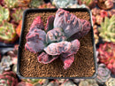Echeveria 'Linguas' 3" Succulent Plant