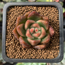 Echeveria Agavoides 'Lucy' 1" Succulent Plant