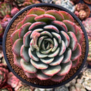 Echeveria 'Hongye' 4"-5" Large Succulent Plant
