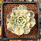 Echeveria 'Bluette' Variegated 2" Succulent Plant