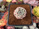 Echeveria 'Herbion' 1" Succulent Plant
