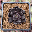 Echeveria 'Blackbird' 1" Succulent Plant
