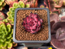 Echeveria Agavoides 'Sirus' 1" Small Succulent Plant
