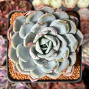 Echeveria 'Icy Purple' 4" Succulent Plant