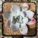 Echeveria 'White Lotus' 3" Powdery Succulent Plant