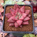 Echeveria Agavoides 'Sirus' 2" Succulent Plant