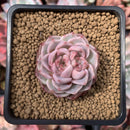 Echeveria 'Red Velvet' 2"  Bifurcated Succulent Plant