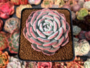 Echeveria 'Horizon' 2"-3" Succulent Plant