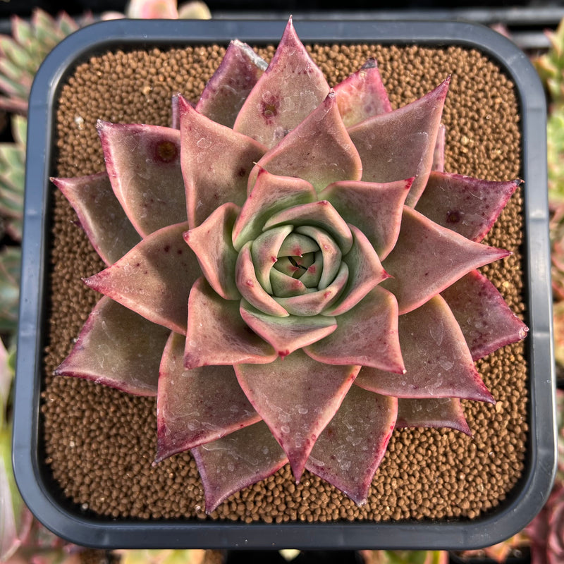 clone jade plant Echeveria Agavoides 'Jade Star' Selected Clone 4"-5" Succulent Plant – True  Succulents Plant Co
