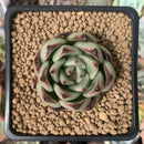 Echeveria Agavoides 'Kingsway' 1" Succulent Plant