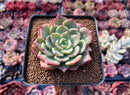 Echeveria 'Belladona' 2" Succulent Plant