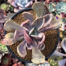 Pachyveria 'Jocelyns Joy' Variegated 3" Succulent Plant