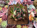 Echeveria Agavoides 'Mèngxiâng' 2" Succulent Plant